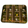 Dish Drying Mat - American Goldfinch at the Feeder, Santa Rita Lodge, Arizona, USA Birds