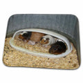 Dish Drying Mat - Hamsters Nature N Wildlife animals