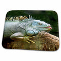 Dish Drying Mat - Image of an Iguana lizard. Wild Animals